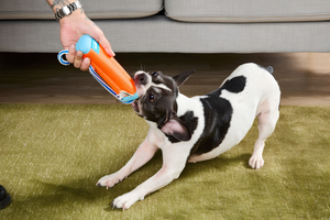 Choosing Fun Pet Toys Daily