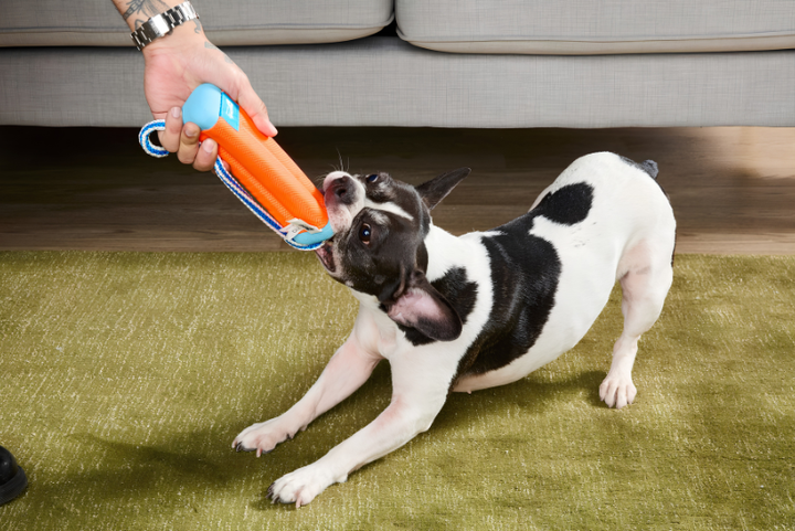 Choosing Fun Pet Toys Daily