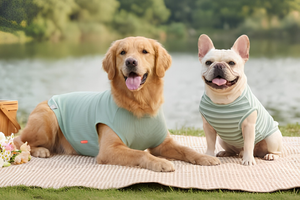 Comfortable Pet Clothes For Every Season